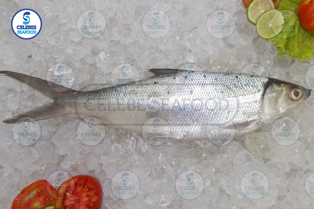 MILKFISH WHOLE ROUND