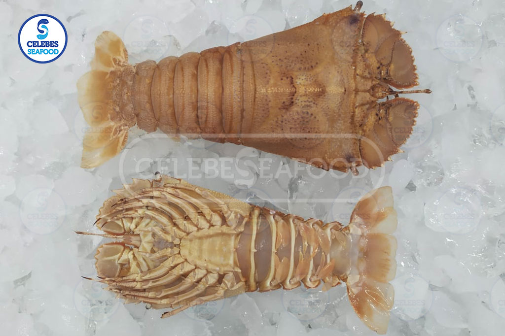 SLIPPER LOBSTER WHOLE ROUND