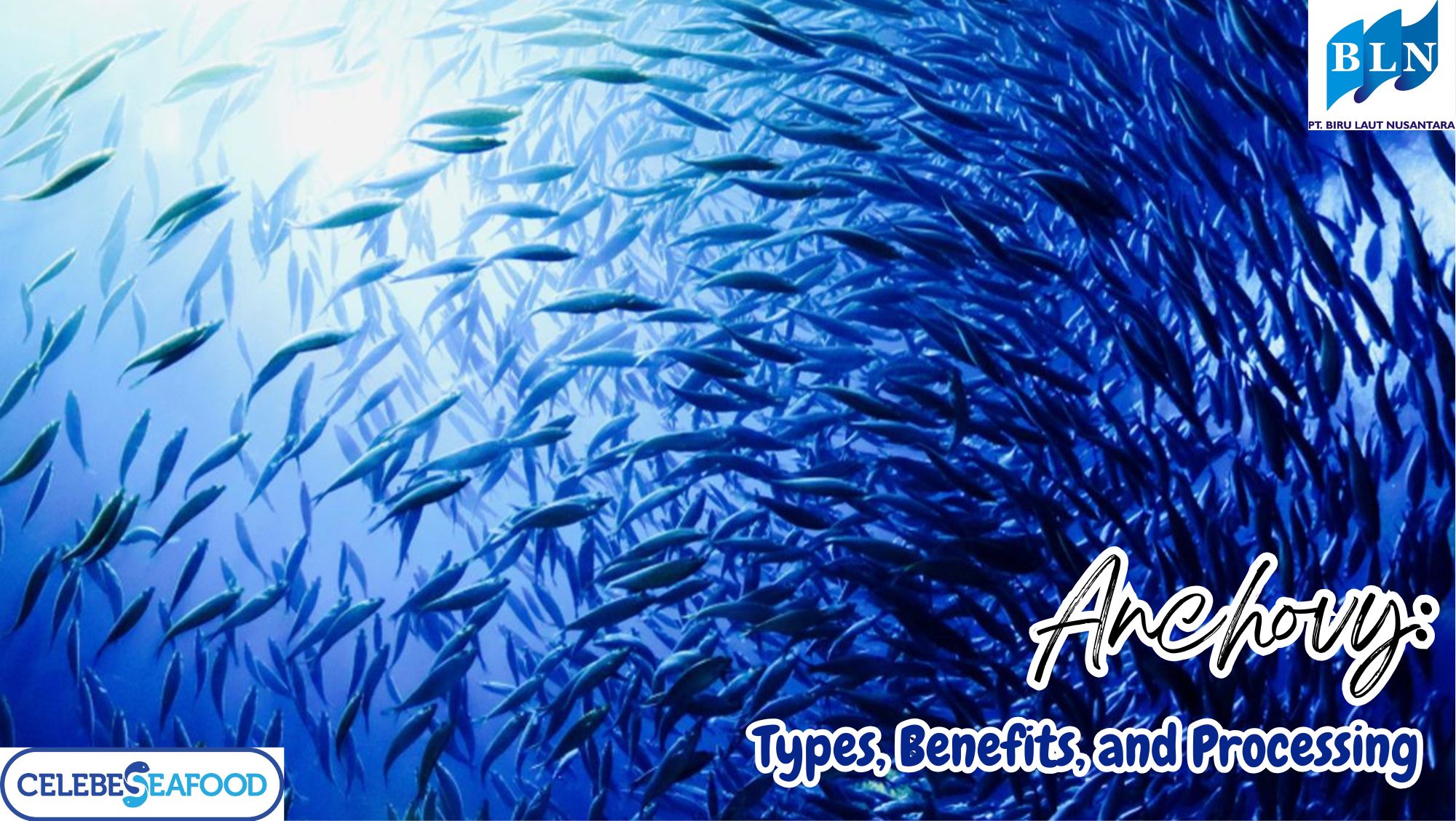 This is What Anchovy: Types, Benefits, and Processing