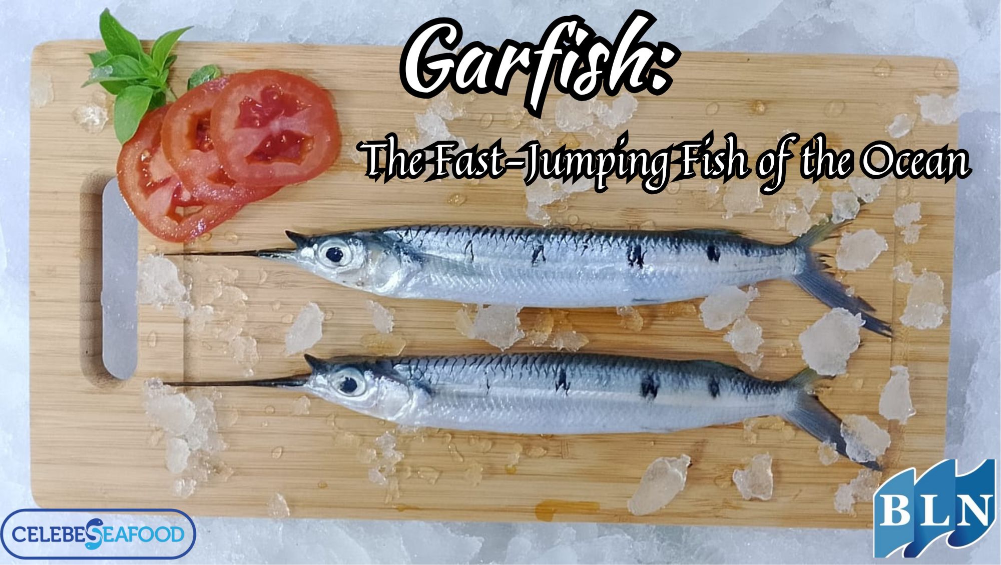 This is What Garfish: The Fast-Jumping Fish of the Ocean