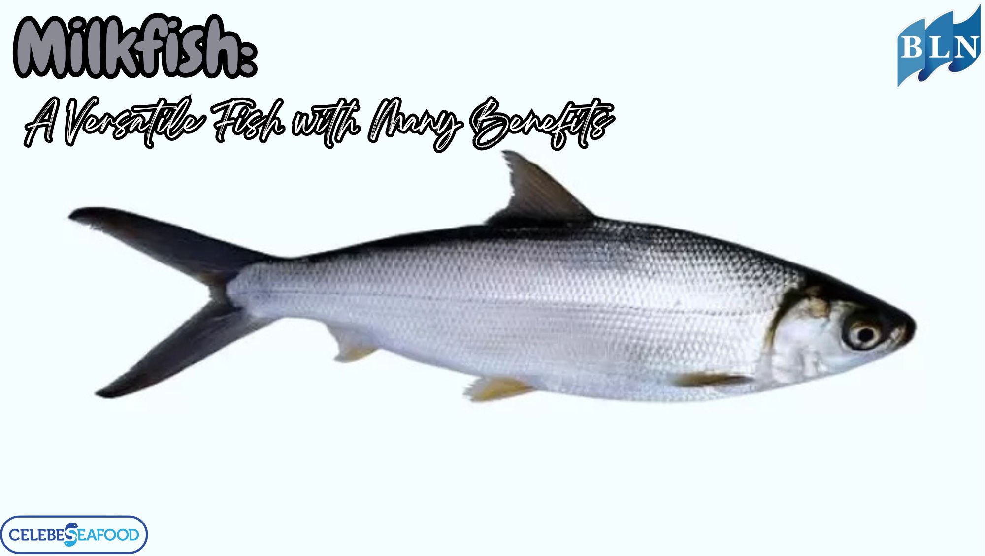 This is What Milkfish: A Versatile Fish with Many Benefits