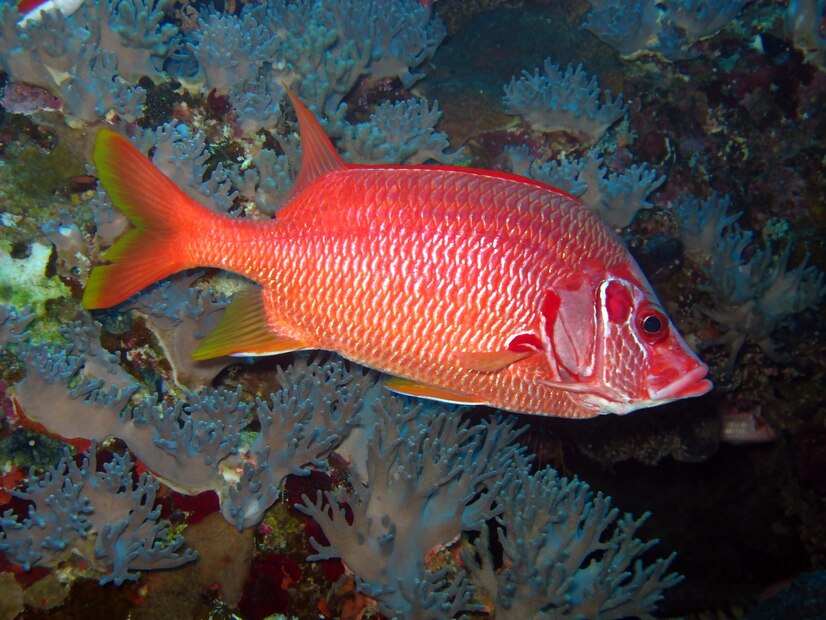 Red Snapper (Lutjanus campechanus) 